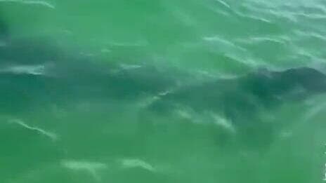 כריש בחוף י"א באשדוד