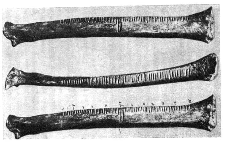 עצמות חרוטות ששימשו כמקלות ספירה (צילום: ויקיפדיה) עצמות חרוטות ששימשו כמקלות ספירה