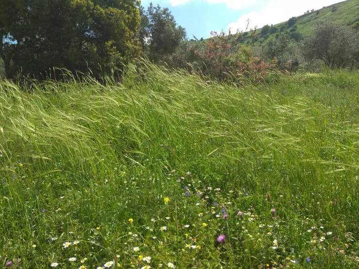 שדה שעורה בהרי ירושלים