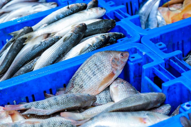 דגים בשוק