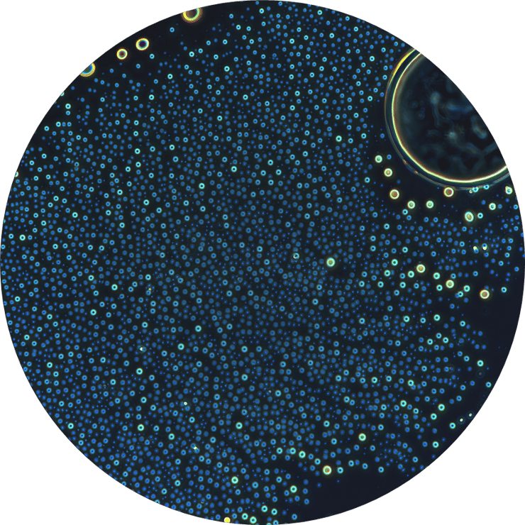 מכאוס כימי נולד סדר: מולקולות פשוטות, שנוצרו באופן טבעי מתערובת של חומצות אמינו וחומצות הידרוקסי, יכלו להתארגן בעצמן למבנים דמויי תאים. ההתארגנות הזו, המכונה הרכבה עצמית (self-assembly), עשויה להסביר איך התרכובות הראשונות על פני כדור הארץ הצליחו לשרוד ולהתפתח למערכות מורכבות יותר