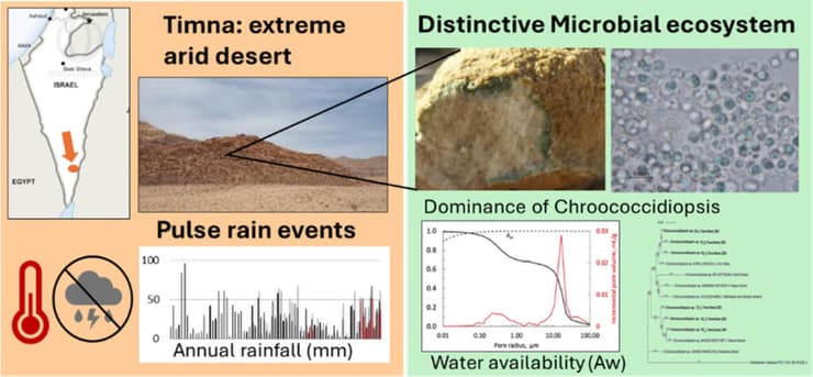 תקציר גרפי של המחקר שנערך בפארק תמנע