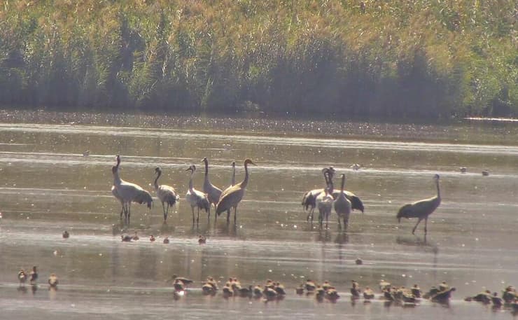 התרגשות באגמון. להקת העגורים (צילום: המצלמות בשידור חי באגמון החולה) התרגשות באגמון. להקת העגורים