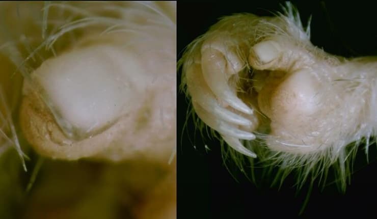 גם החוקרת שהובילה את המחקר לא ידעה שלרוב המכרסמים יש ציפורן באגודל. תמונות תקריב של ציפורן ויד של ירבוען | מקור: Missagia et al. 2025