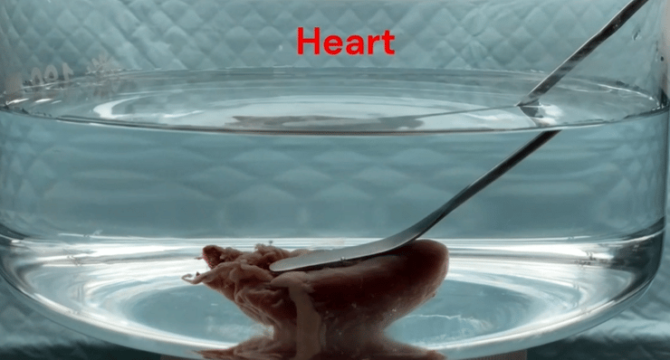 דבק ביולוגי לב טכניון