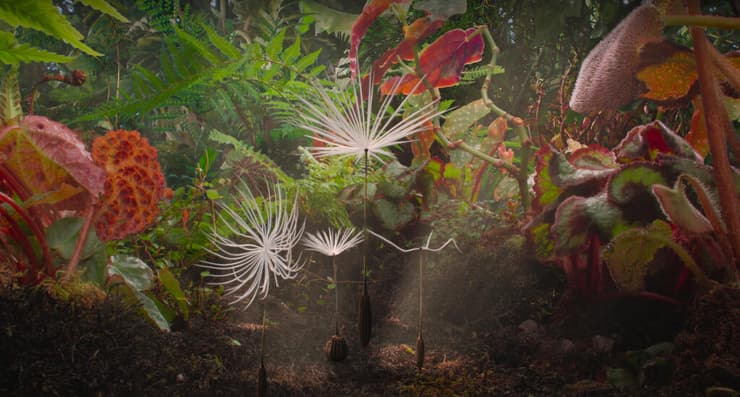 מתוך "המסע של דנדליון"