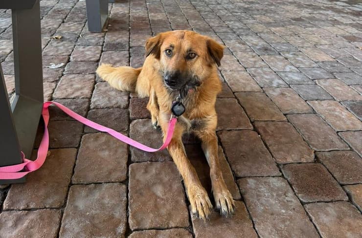 שולי (צילום: עמותת ע.ט.ל.ף ) שולי