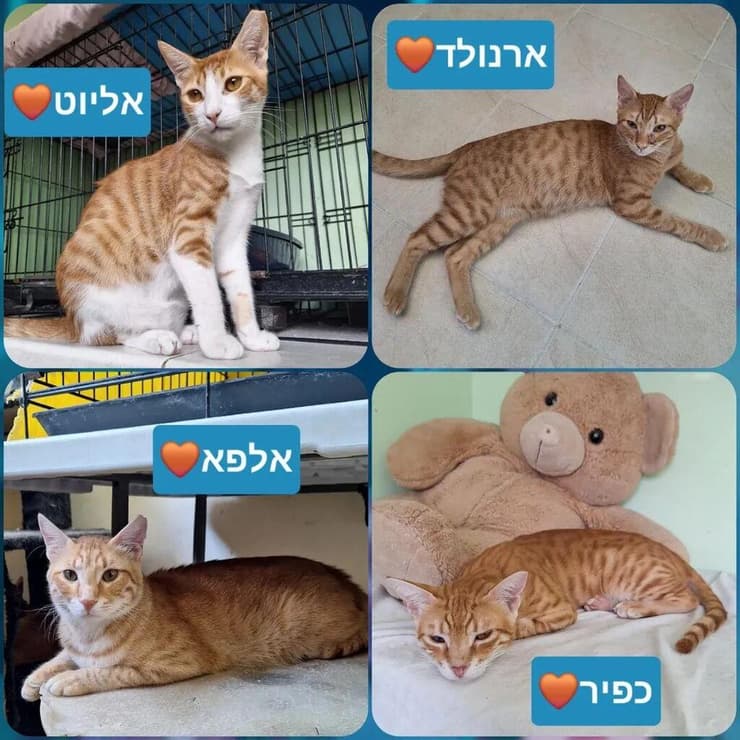 צילום:כפר סבא רעננה אוהבות חיות