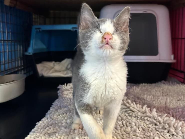 רוז (צילום: עמותת להתחיל מחדש) רוז