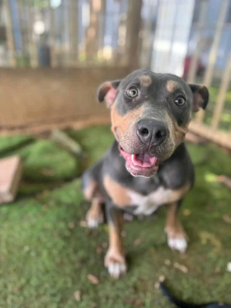 לונה (צילום: עמותת בשביל בעלי החיים) לונה