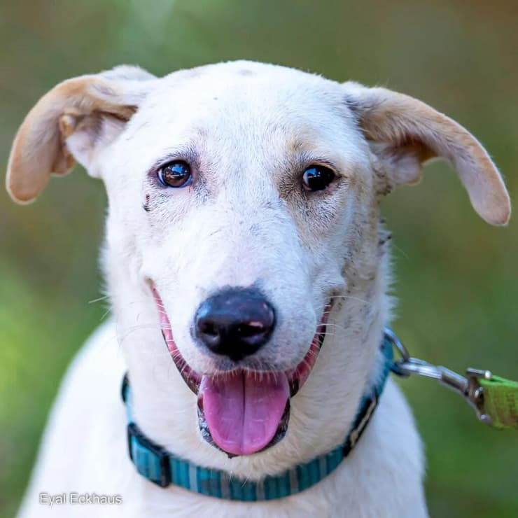 שסק (צילום: אייל אקהאוס) שסק