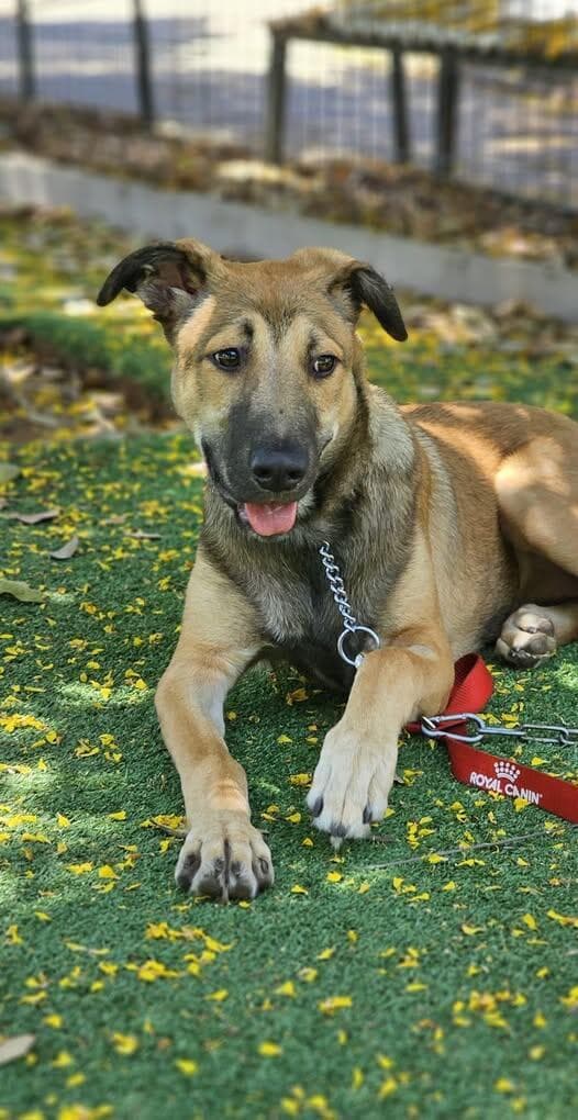 חואן (צילום: עמותת בשביל בעלי החיים) חואן