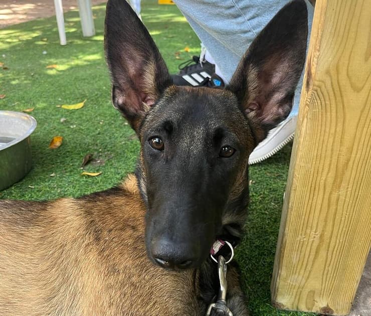 אודם (צילום: עמותת S.O.S חיות) אודם