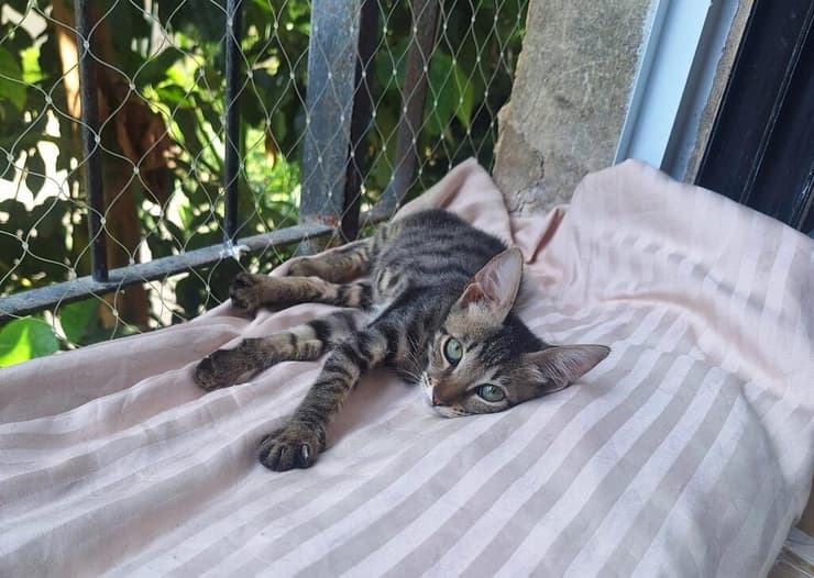 מיקה (צילום: עמותת כפר החתולים) מיקה