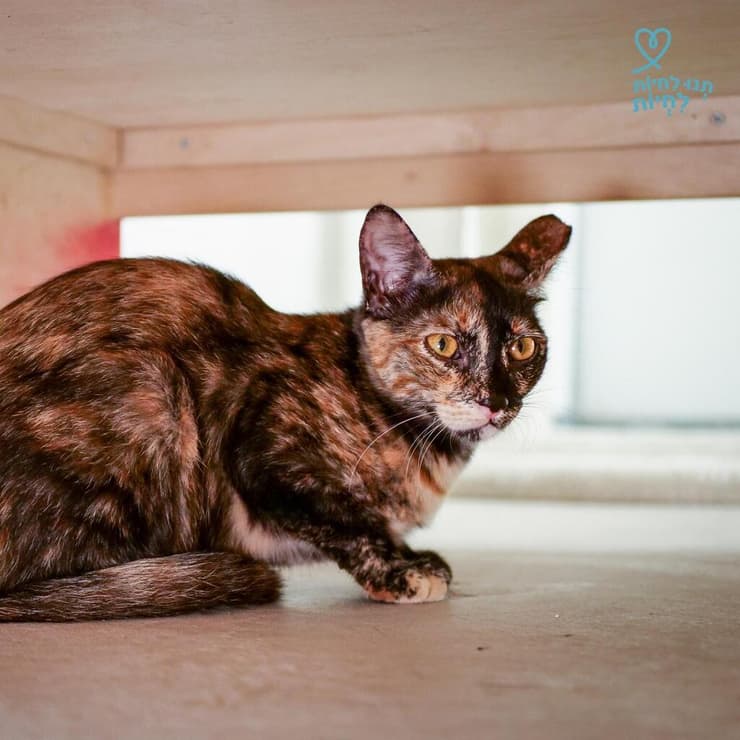 נטע (צילום: תנו לחיות לחיות) נטע