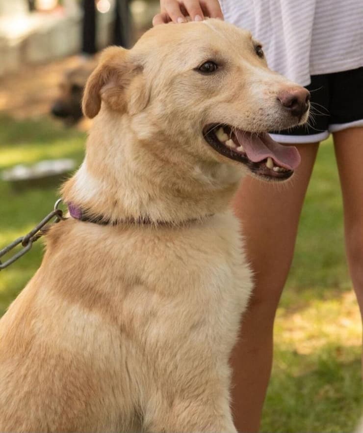 טיקטק (צילום: באר שבע אוהבת חיות) טיקטק