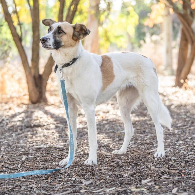 שושה (צילום: תנו לחיות לחיות) שושה