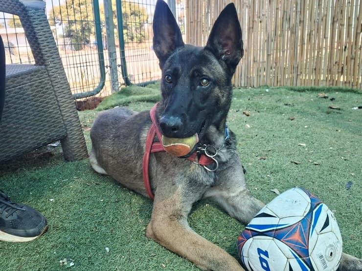 אלווין (צילום: עמותת חבר לי) אלווין