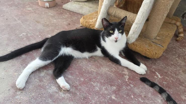 ביסלי (צילום: עמותת כפר החתולים) ביסלי