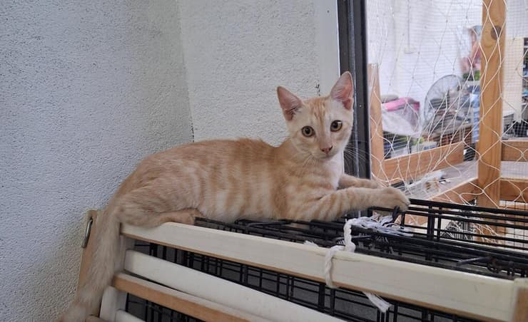 שסק (צילום: עמותת כפר החתולים) שסק