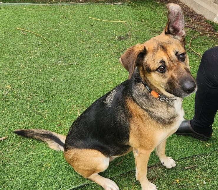 שוגי (צילום: עמותת להתחיל מחדש) שוגי