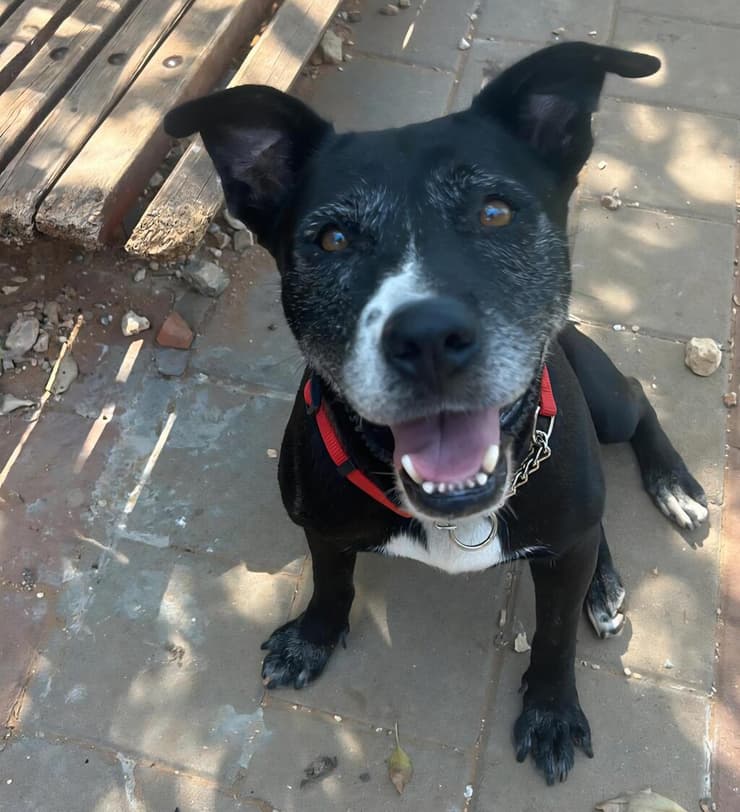 דיאנה (צילום: עמותת חבר לי) דיאנה