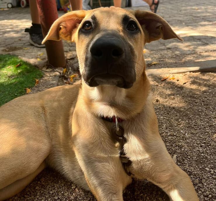 טמפו (צילום: עמותת S.O.S חיות) טמפו