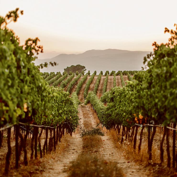 כרם עינות יונתן של יקב רמת הגולן. מחכים לכם בסוכות (צילום: אורי שמש) yk14530048
