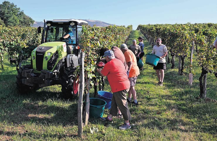 חקלאים בוצרים ענבים בדרום צרפת (צילום: Gaizka Iroz/AFP) חקלאים בוצרים ענבים בדרום צרפת