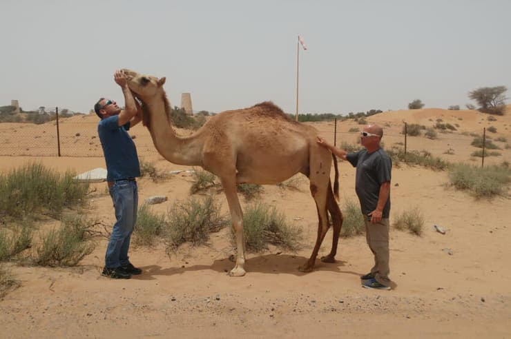 לימדו את האמירתים לחלוב נאקות. אוהד יהלומי (משמאל) ונבו נגלר בחוות הגמלים באמירות ראס אל-חימה 