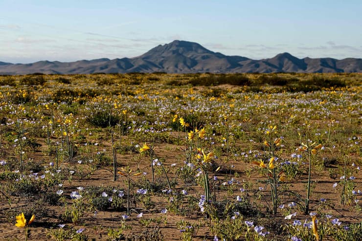 פרחים במקום היבש בעולם