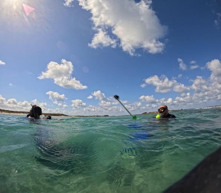 המבצע להוצאת קיפודי הים