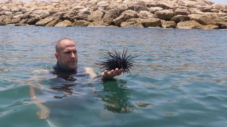 הוצאת קיפוד ים מהמים