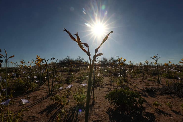 החורף ירד גשם רב יחסית באזור