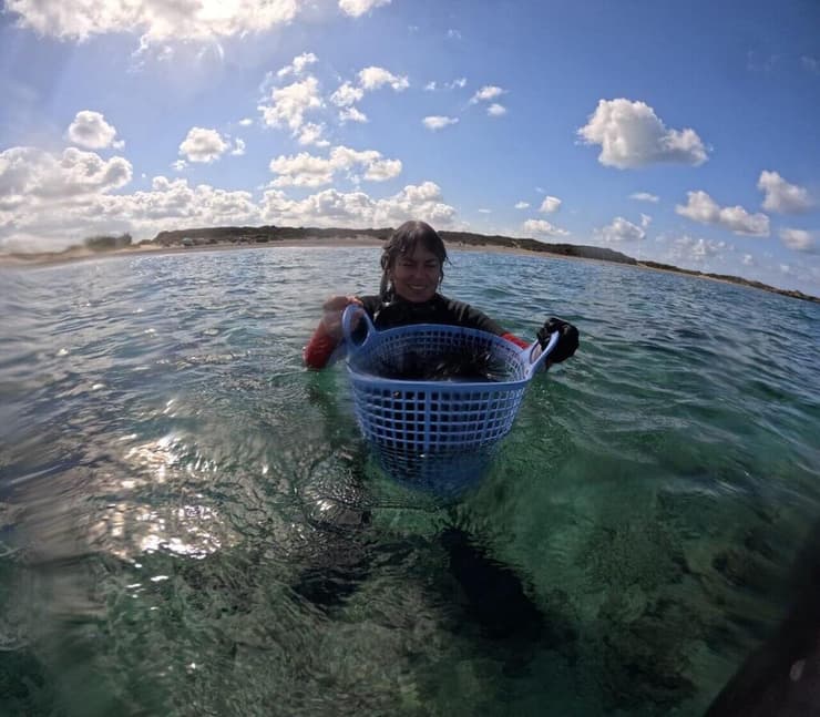 המבצע להוצאת קיפודי הים