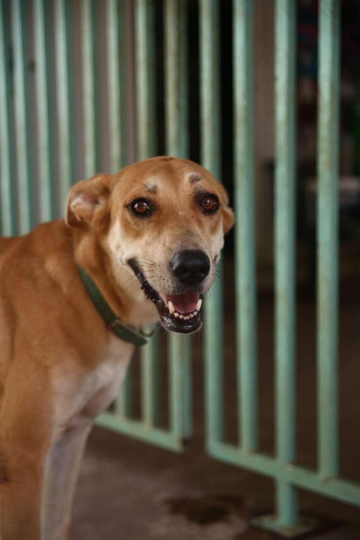 מולי (צילום: עמותת חיי הכלב) מולי