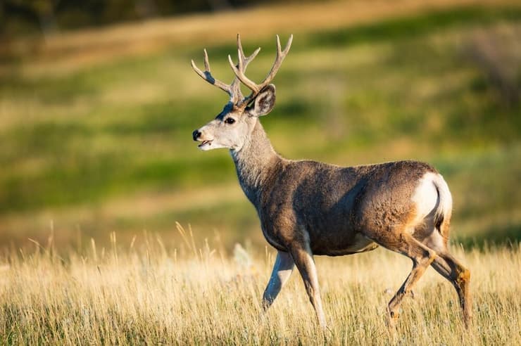 אייל פרדי שחור-זנב