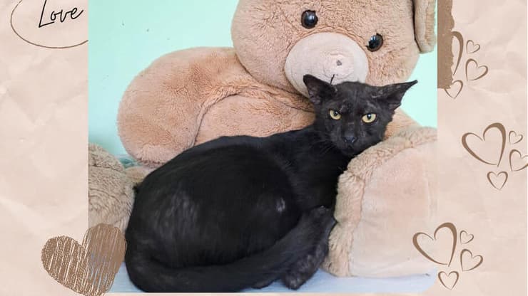 שברץ (צילום: כפר סבא ורעננה אוהבות חיות) שברץ