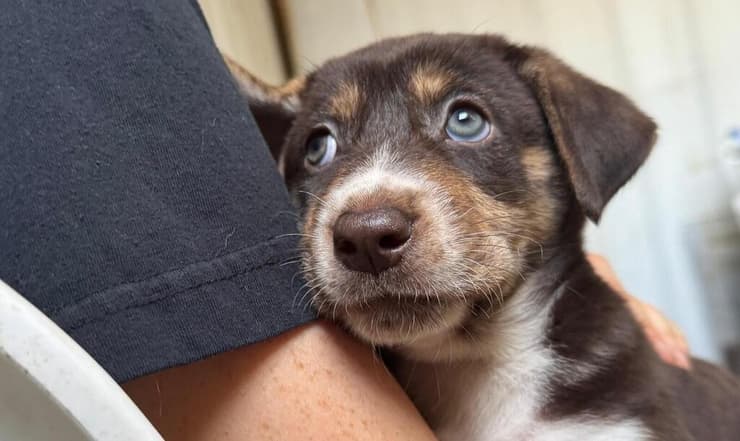 גור וויני (צילום: עמותת S.O.S חיות) גור וויני