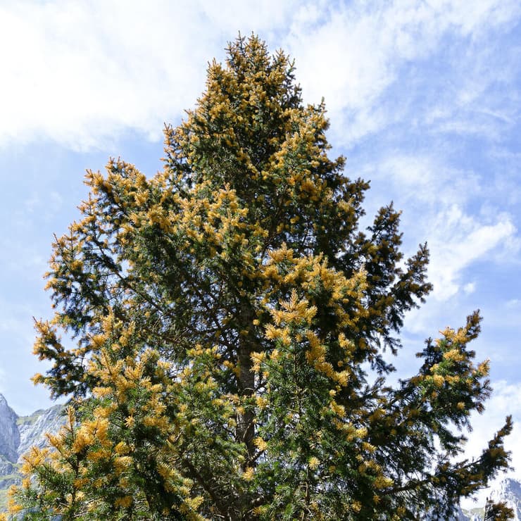 אשוחית נורבגית בגווני זהב