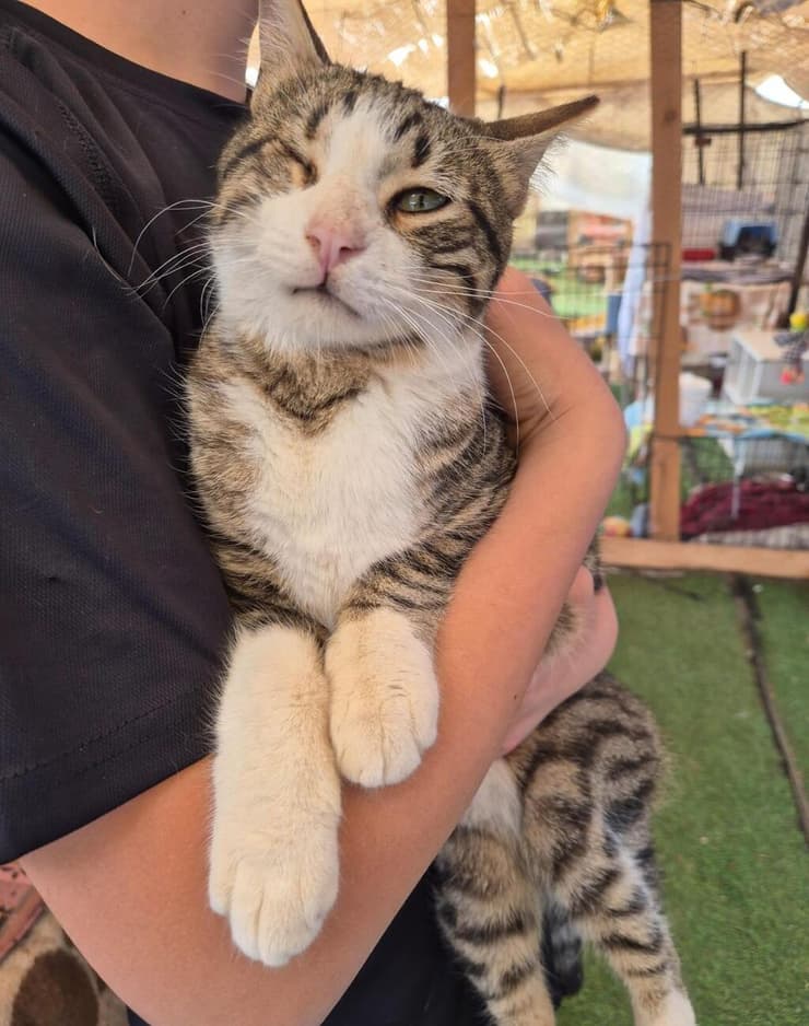 טוטו (צילום: עמותת כפר החתולים) טוטו