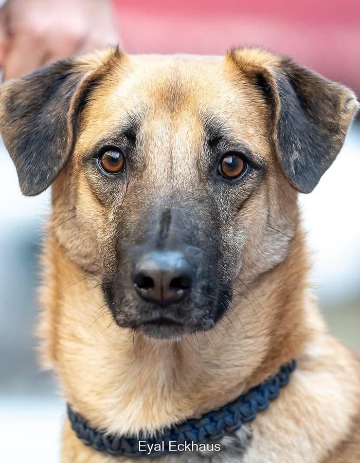 אינדי (צילום: אייל אקהאוס) אינדי