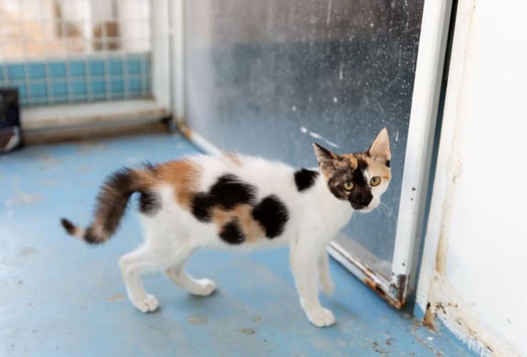 טריקו (צילום: מיכל פרנקל אלרואי) טריקו