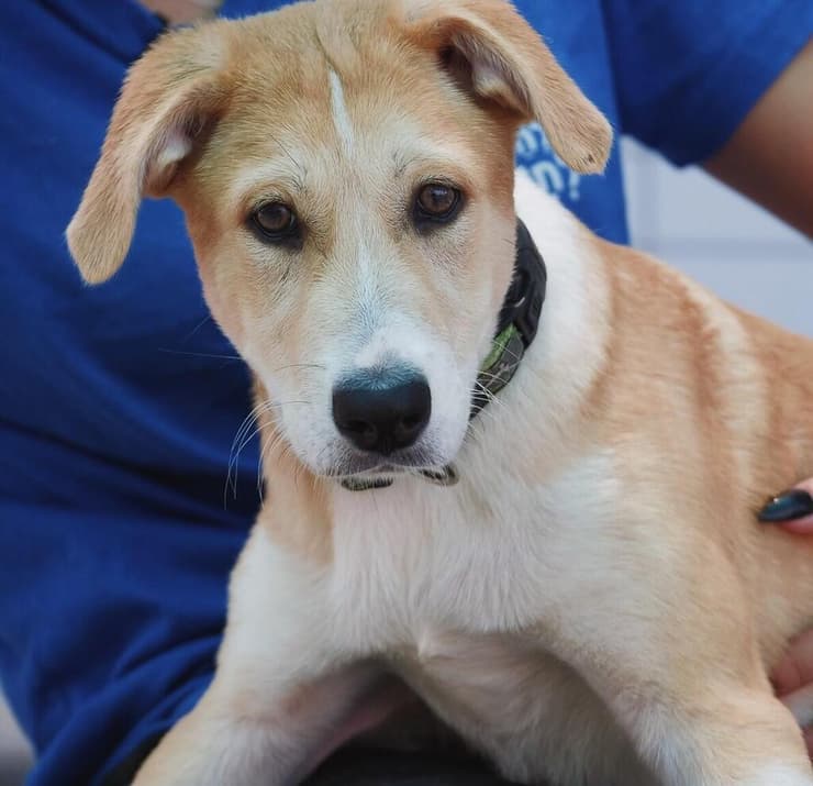 קפוצ'ינו (צילום: תנו לחיות לחיות) קפוצינו