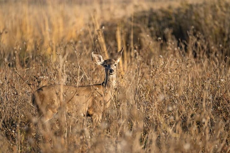 אייל פרדי שחור-זנב קליפורני