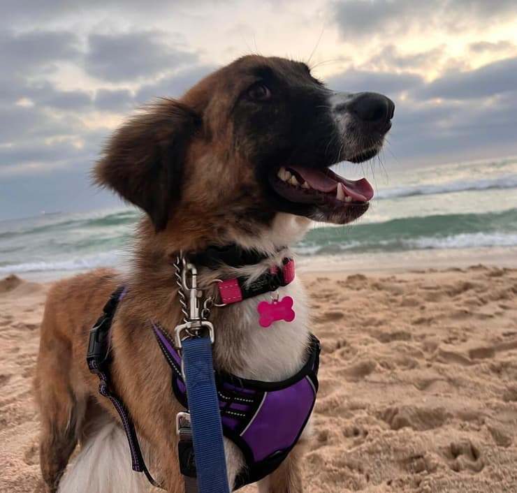 סאני (צילום: עמותת חיי הכלב) סאני