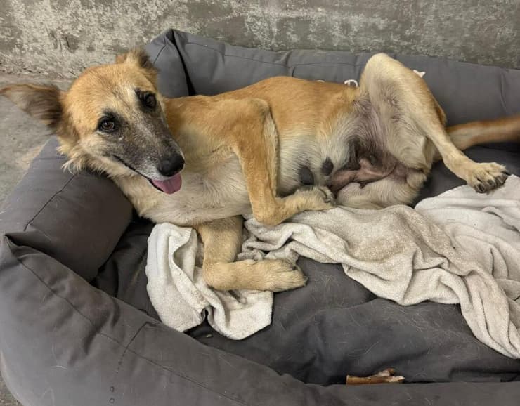 סולה (צילום: עמותת ע.ט.ל.ף) סולה