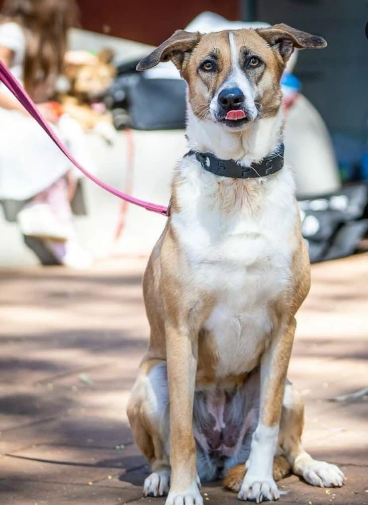 סופי (צילום: הדר פרקש) סופי