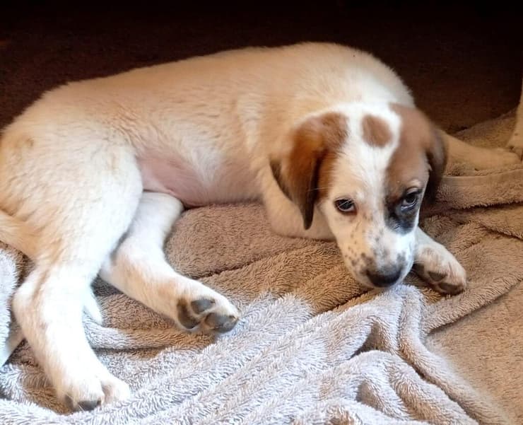 גור 1 (צילום: עמותת ע.ט.ל.ף) גור 1