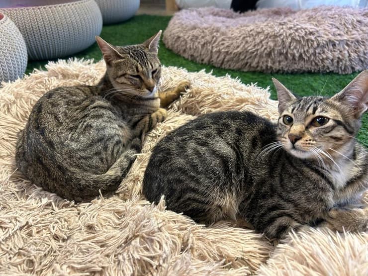 אולי וג'ייסון (צילום: עמותת להתחיל מחדש) אולי וג'ייסון